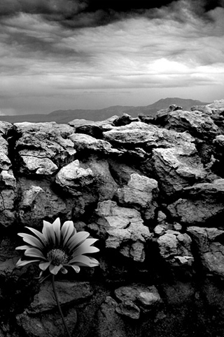 Flower Rocks