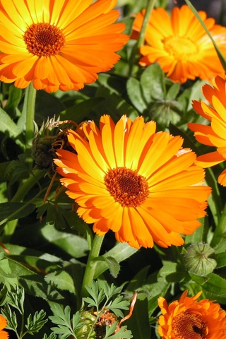 Gerber Daisies