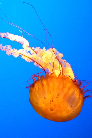 Jellyfish