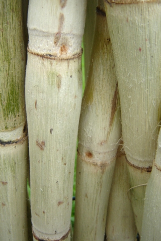 Young Bamboo