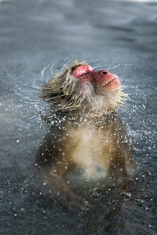 Swim Monkey