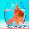 gold fish01