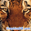 tiger face