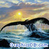 whale sunset