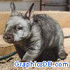 wombat