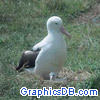 royal albatross1