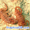 two scorpion