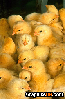 Chicks