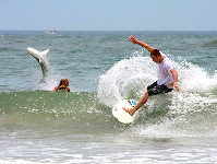 surfers with shark-12742