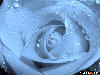 Blue rose