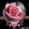 Pink Rose and Heart