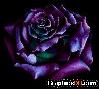 Purple Rose