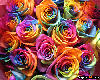 Rainbow Roses