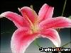 Stargazer lily