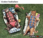 cats sun bathing