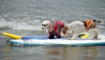 dogs surfing-12745