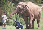 elephant caddy-11958