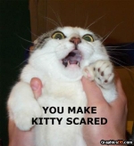 scared cat