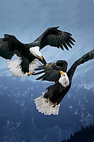 Eagle Battle(1) iPhone Wallpaper