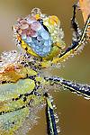 Insect Macro