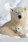 Polar Family