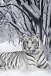 Snow Tiger