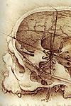 Da Vinci Skull
