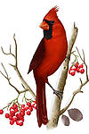 Cardinal