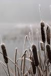 Cattails