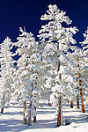 Frozen Pine Tr