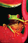Red Eye Tree Frog