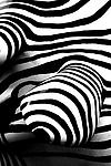 Zebra Abstract