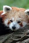 Asia Red Panda