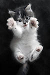 Cute Cat Jump