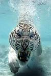 Diving Tiger