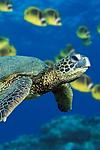 Green Sea Turtle