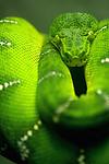 Green Snake