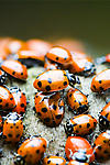 Ladybugs