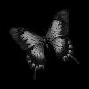 black butterfly